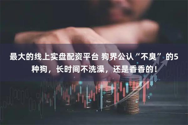 最大的线上实盘配资平台 狗界公认“不臭” 的5种狗，长时间不洗澡，还是香香的！